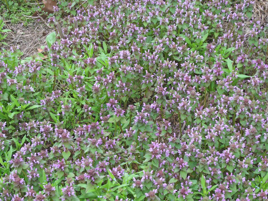 Яснотка плющевидная