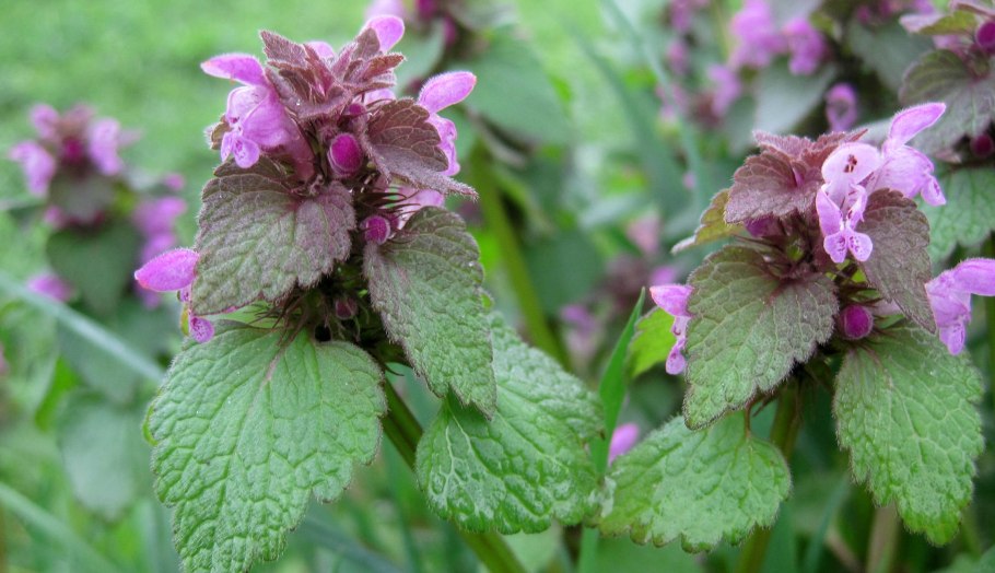 Яснотка пурпуровая -Lamium purpureum