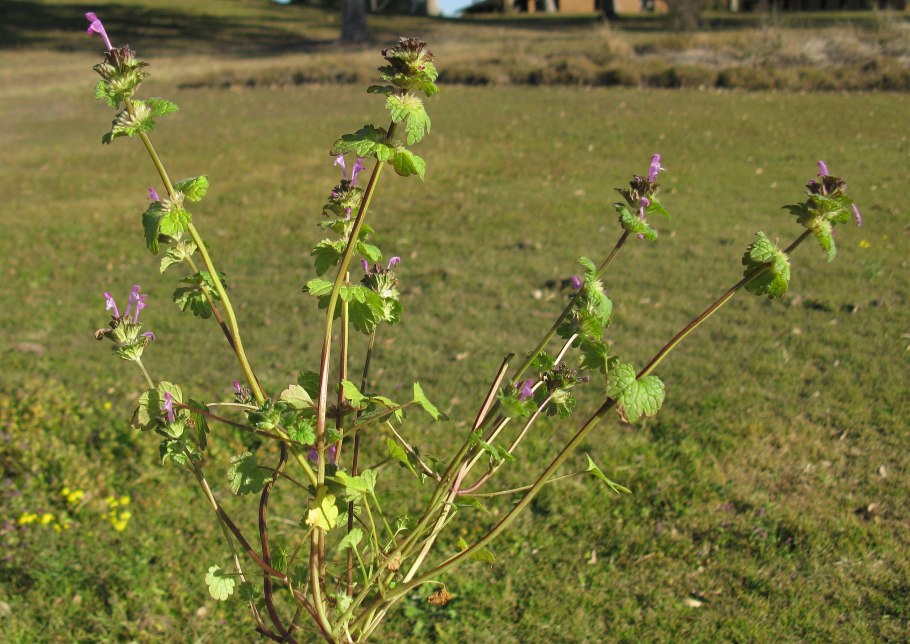 Яснотка стеблеобъемлющая плод