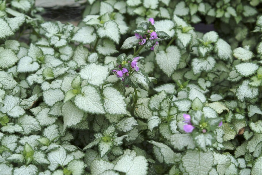 Яснотка стеблеобъемлющая Lamium