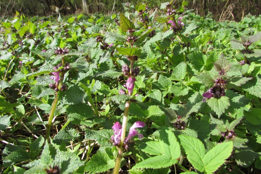 Яснотка пурпурная всходы