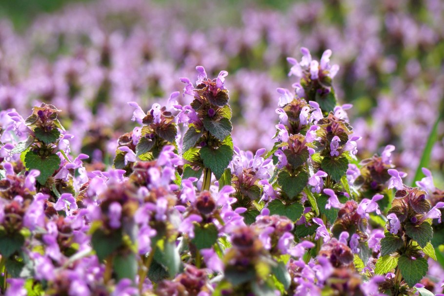 Яснотка крапчатая пурпурная