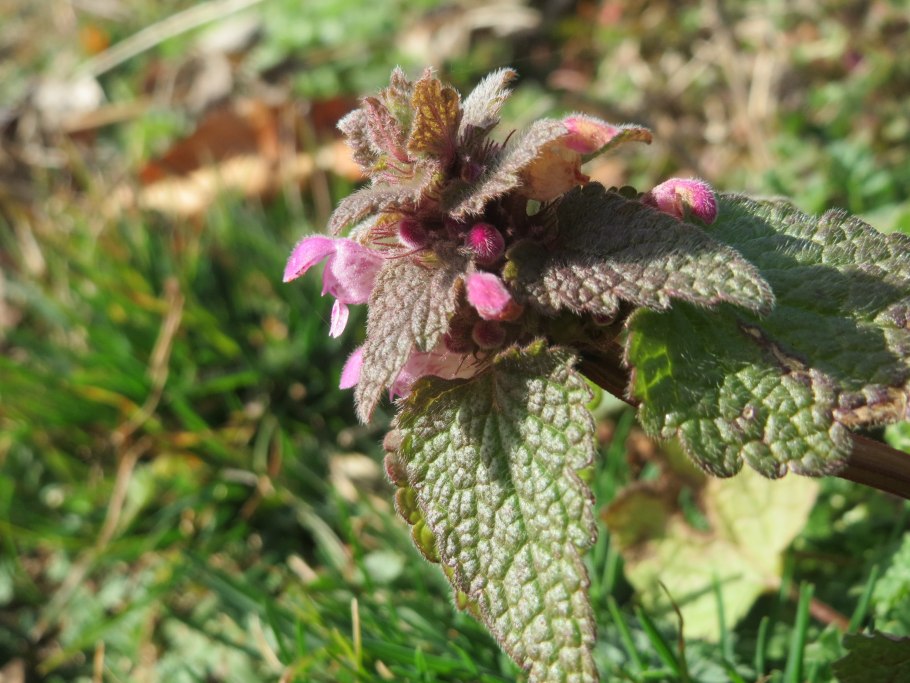 Lamium purpureum