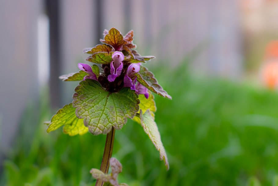 Яснотка Альпийская