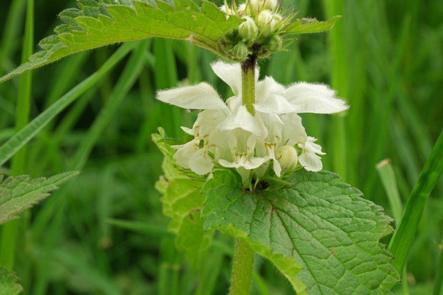 Яснотка белая