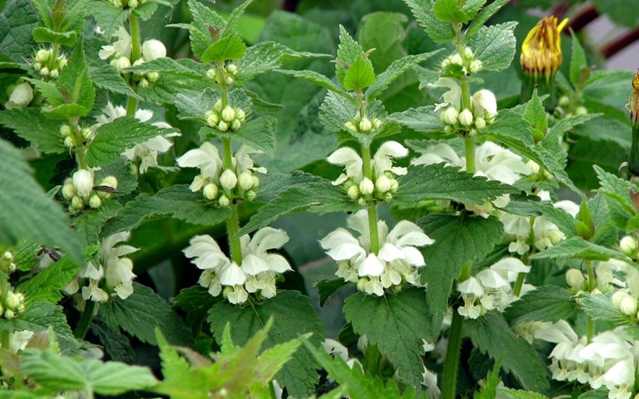 Яснотка молодые побеги