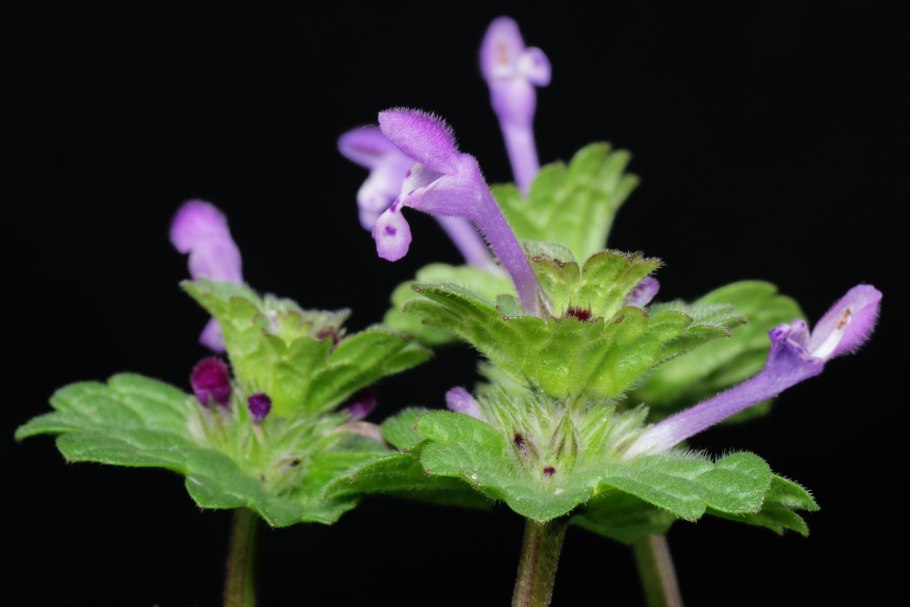 Lamium purpureum