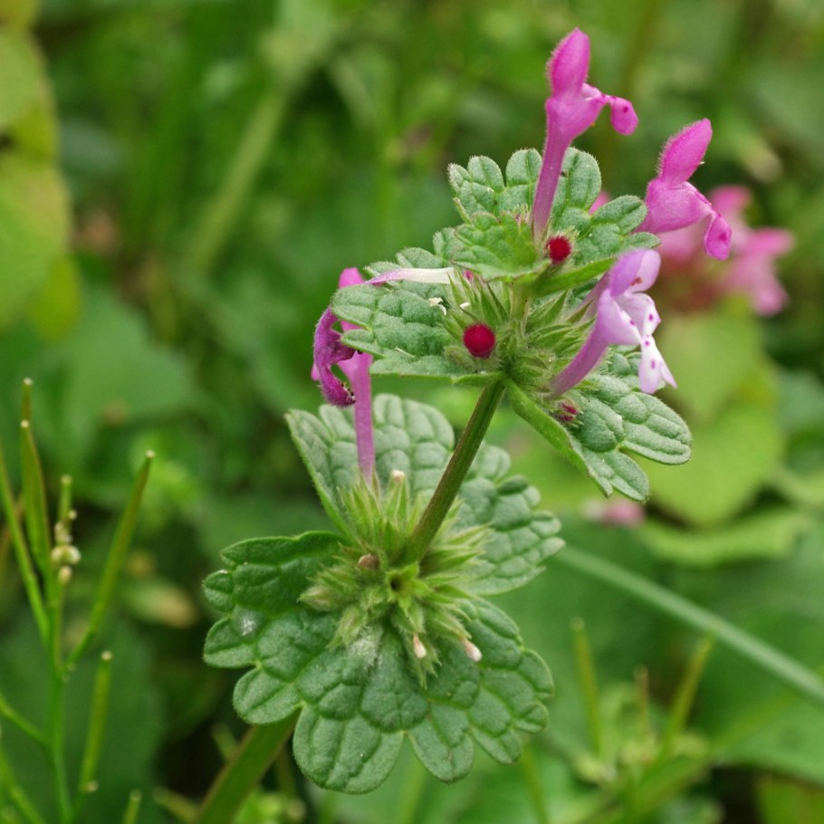 Яснотка стеблеобъемлющая Lamium amplexicaule