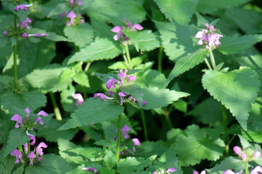 Яснотка пятнистая Пинк Пьютер