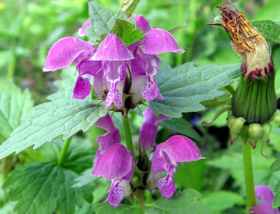 Яснотка пурпуровая