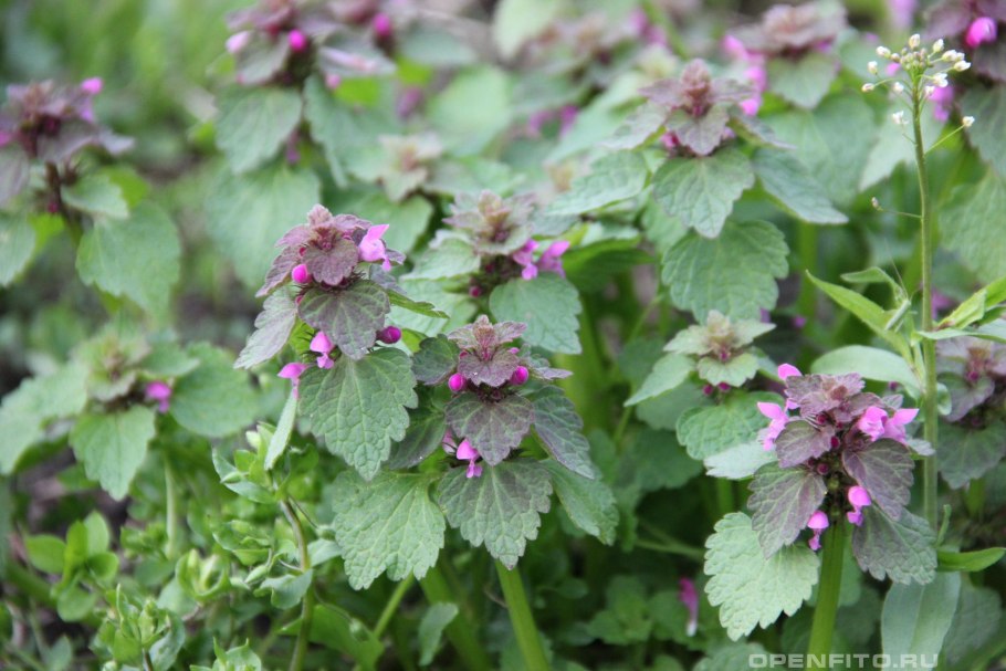 Яснотка розовая фото