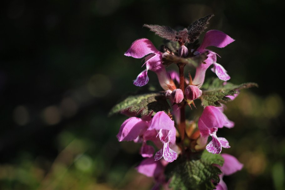 Яснотка пурпуровая -lamium purpureum