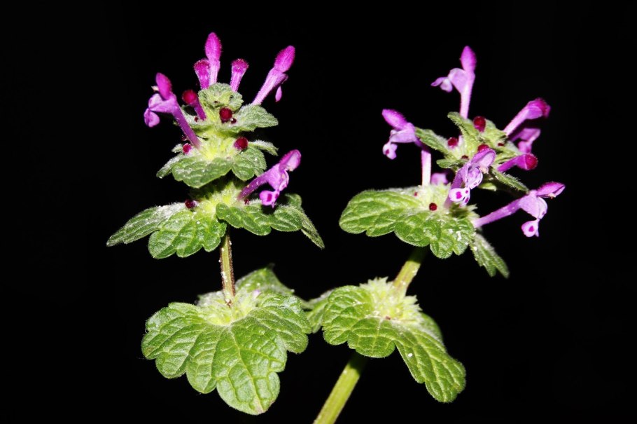 Яснотка стеблеобъемлющая лист