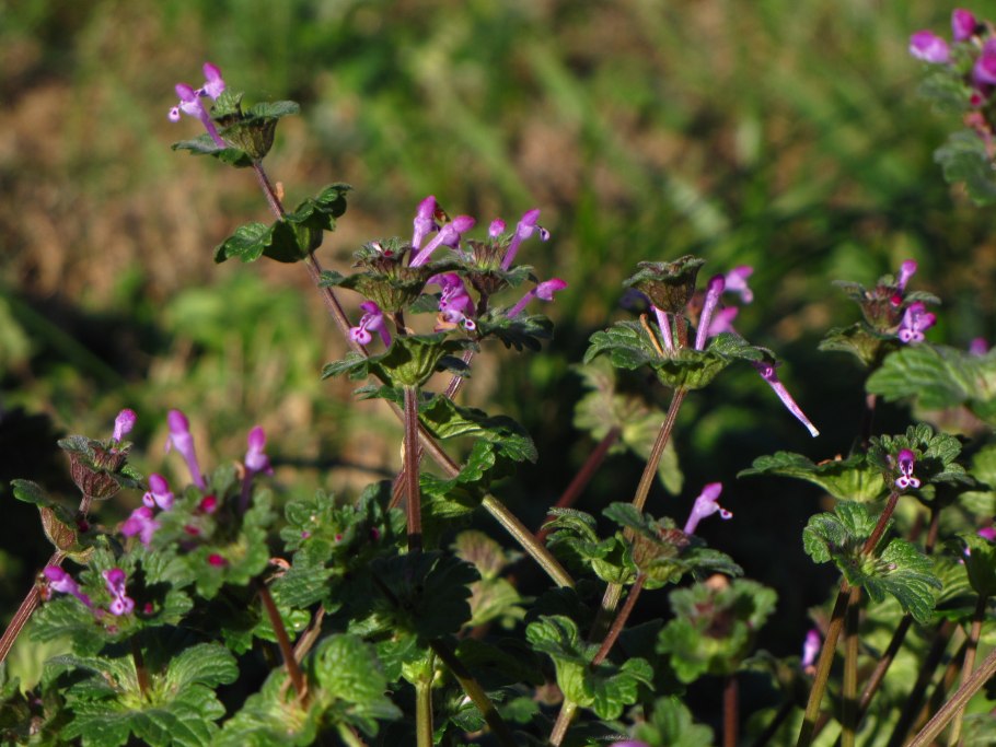 Яснотка стеблеобъемлющая Губоцветные