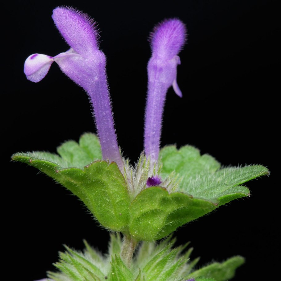 Яснотка стеблеобъемлющая Lamium amplexicaule