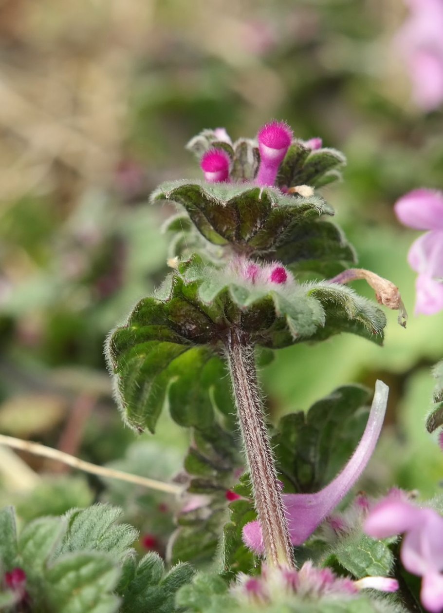 Lamium amplexicaule l.