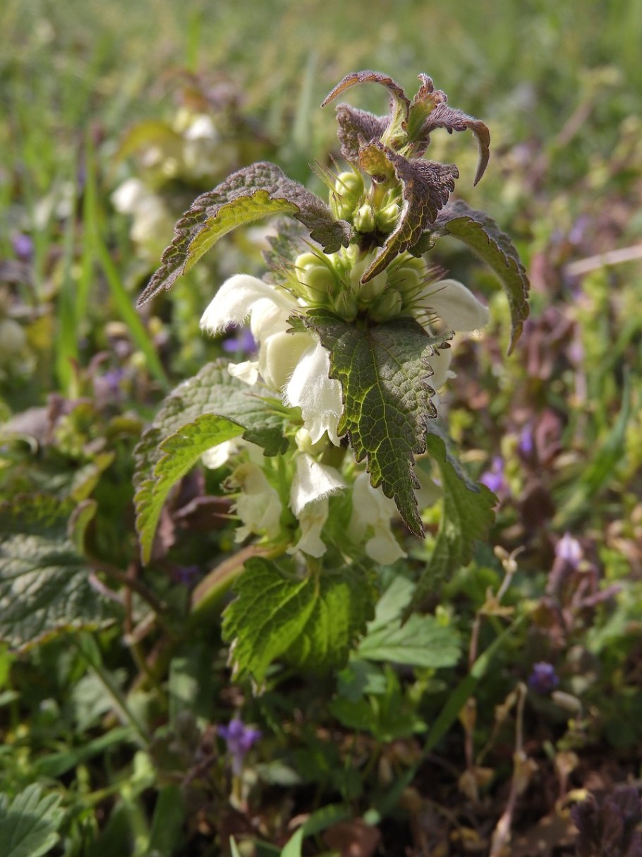 Яснотка пурпурная сорняк