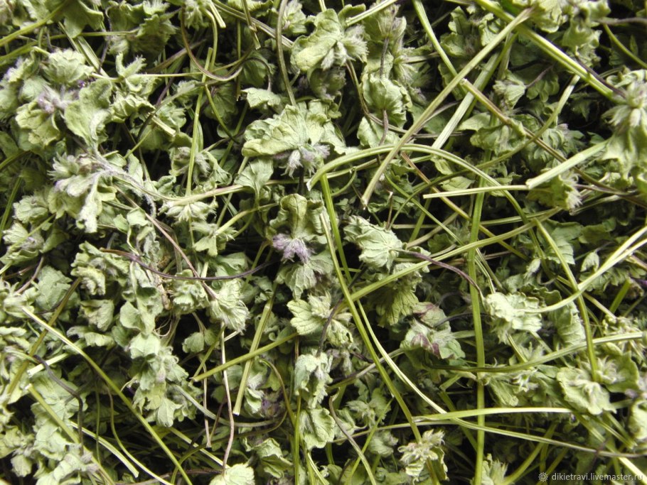 Яснотка Полевая