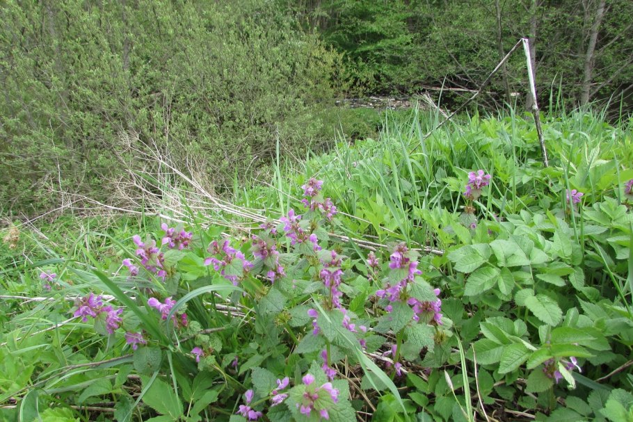 Яснотка орвала