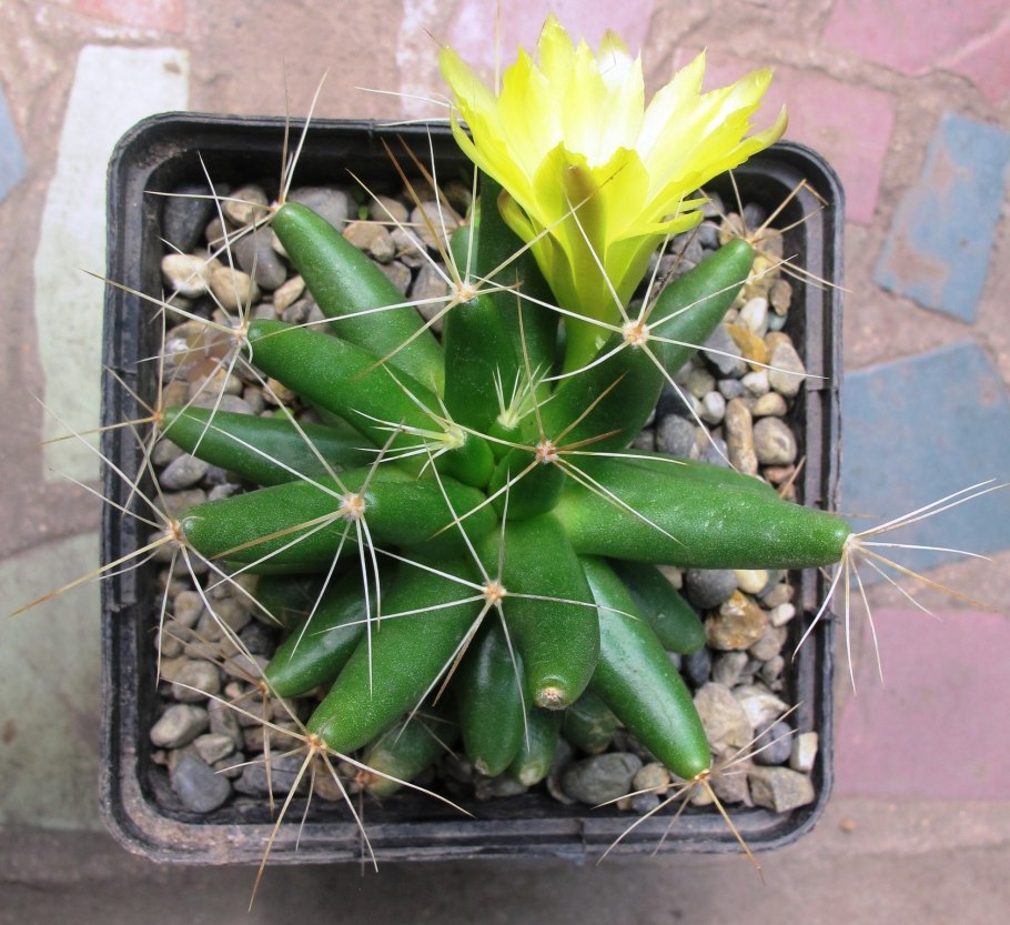 Маммиллярия Долихотеле