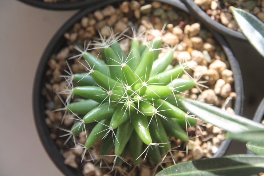 Маммиллярия лонгимамма