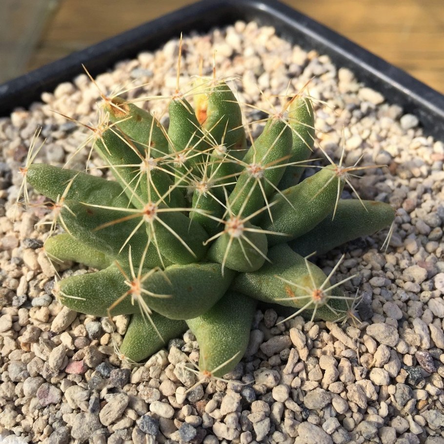 Маммиллярия Плюмоза