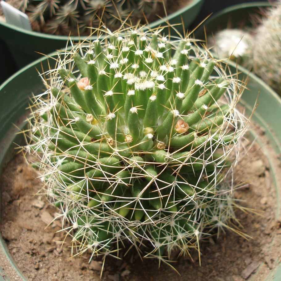 Кактус Маммиллярия длиннососочковая