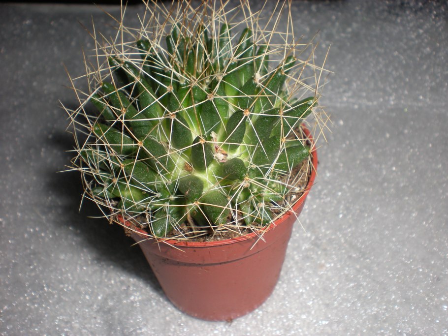 Маммиллярия хернандези