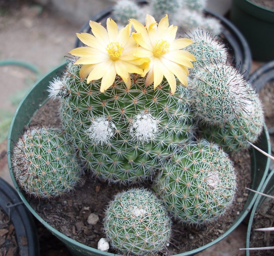 Mammillaria haageana variations