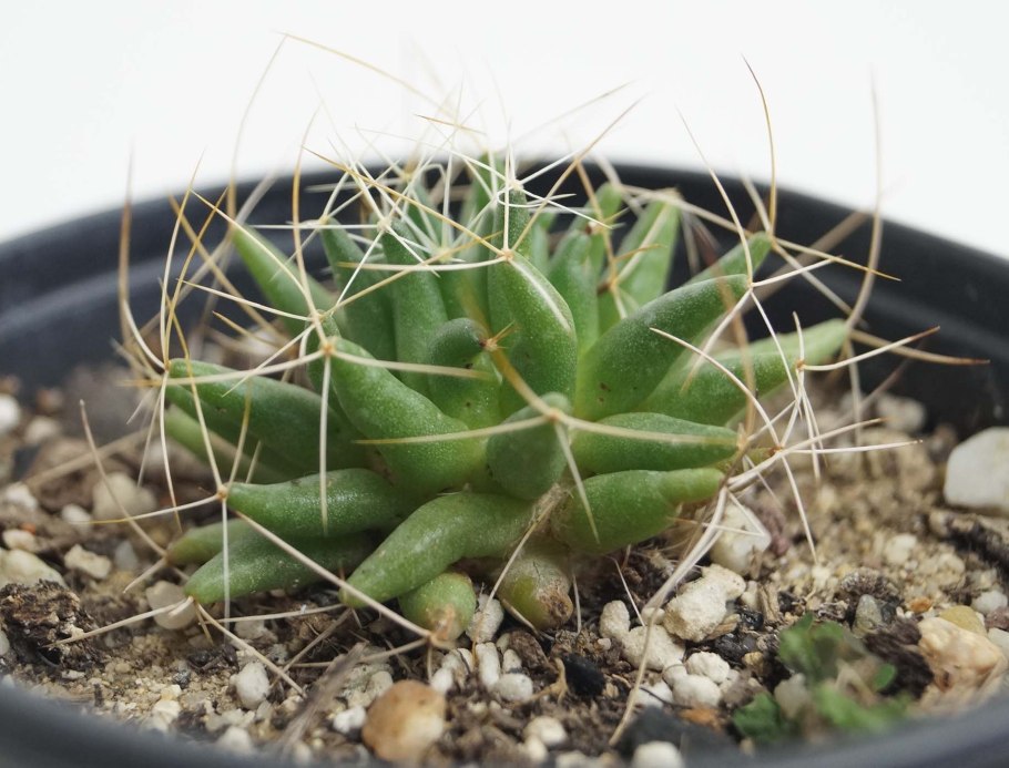 Маммиллярия Долихотеле