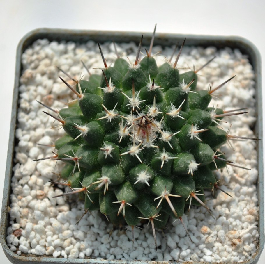 Маммиллярия альбиланата