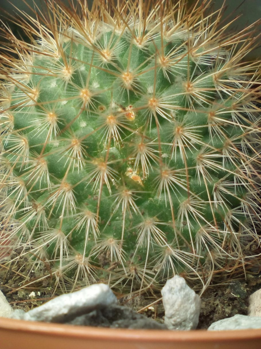 Маммиллярия марксмана