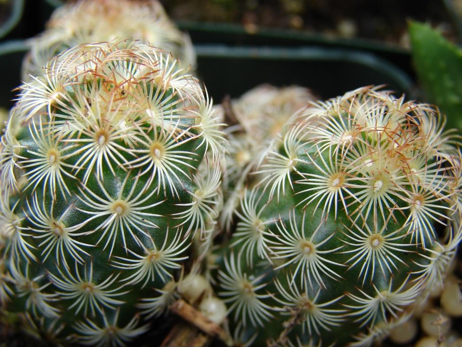 Маммиллярия элонгата кактус