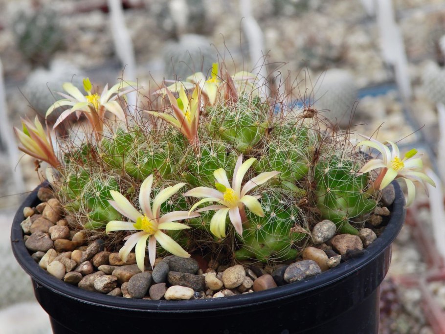 Маммиллярия Толука 12д. 30см