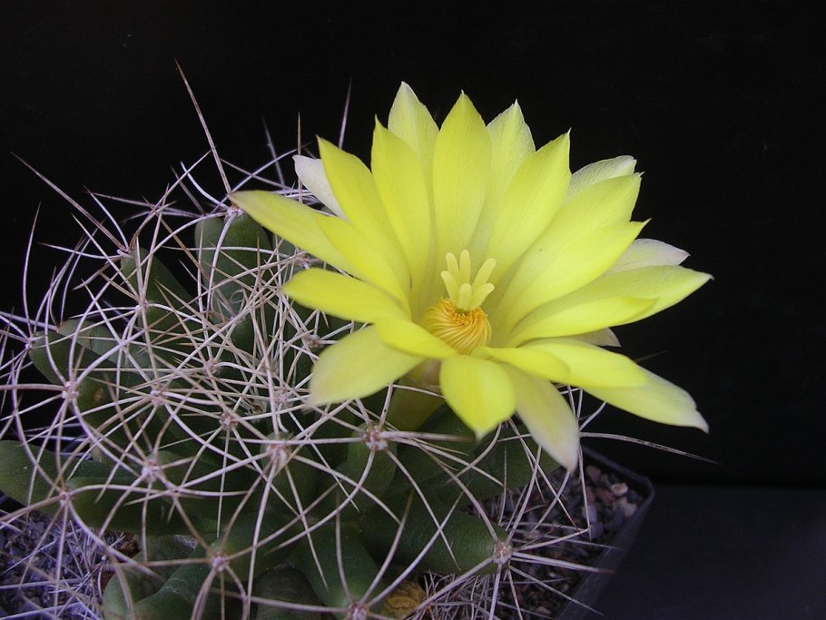 Маммиллярия лонгимамма