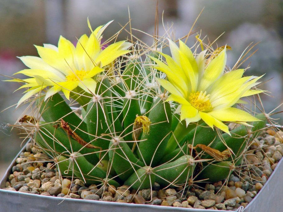 Dolichothele longimamma