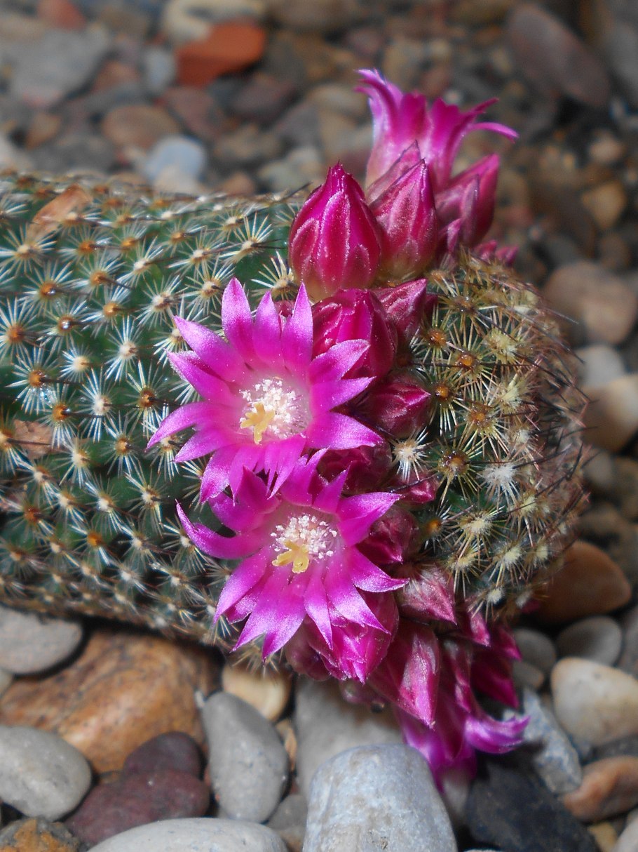 Маммиллярия матуда