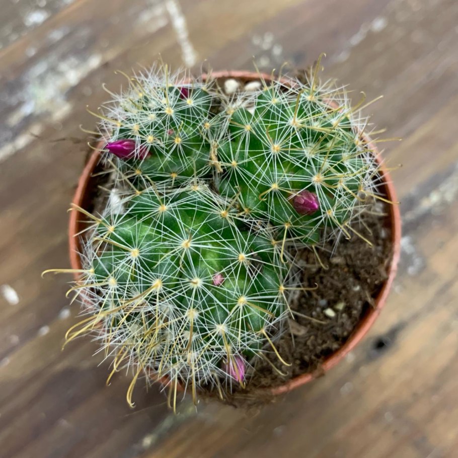 Mammillaria backebergiana Кактус