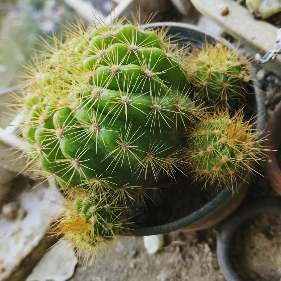 Кактус маммиллярия cactaceae