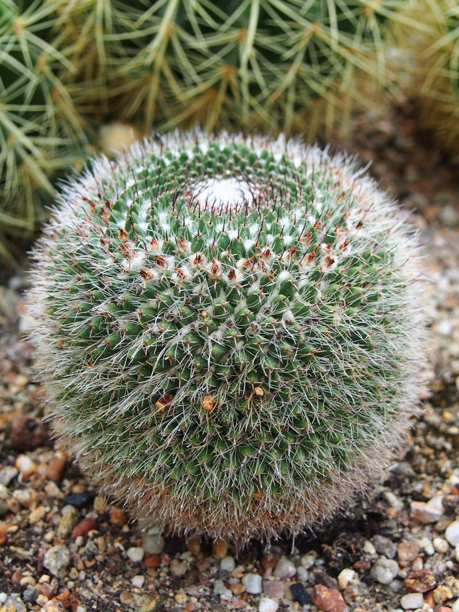 Mammillaria mystax