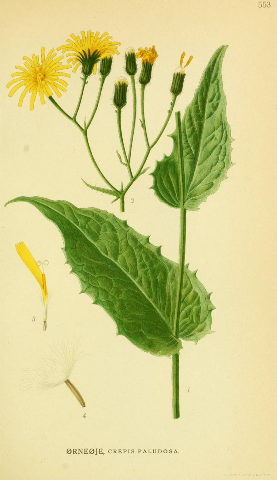 Скерда Болотная Crepis paludosa