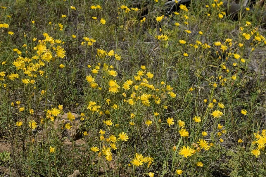 Скерда двулетняя