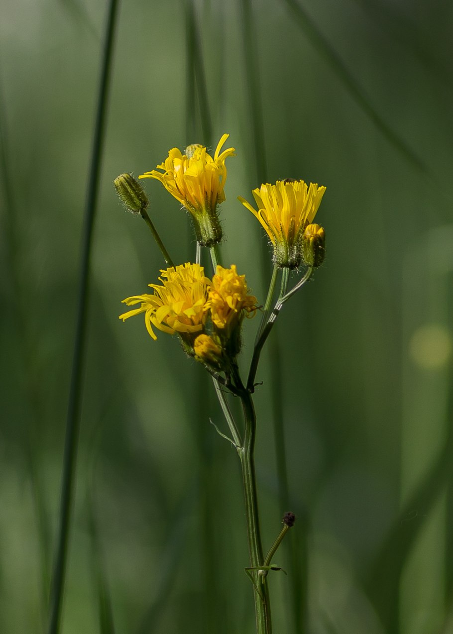 Скерда болотная crepis paludosa