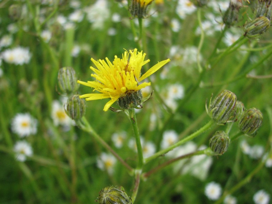 Crepis biennis