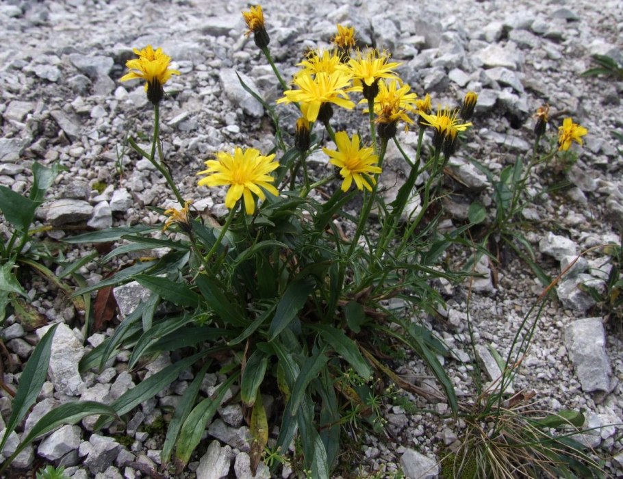 Скерда кровельная (Crepis tectorum)