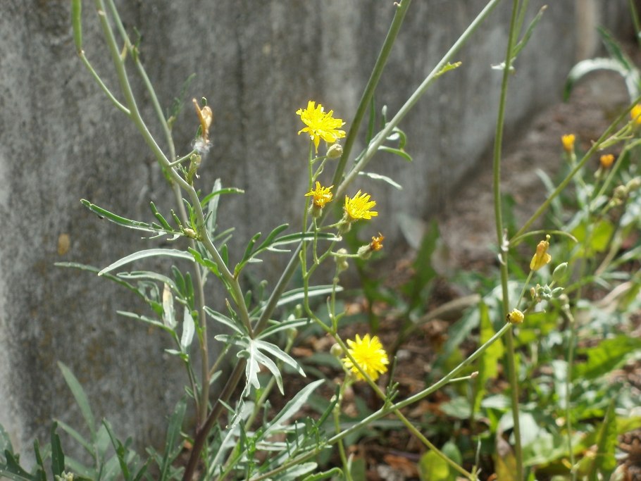 Скерда двулетняя Плантариум