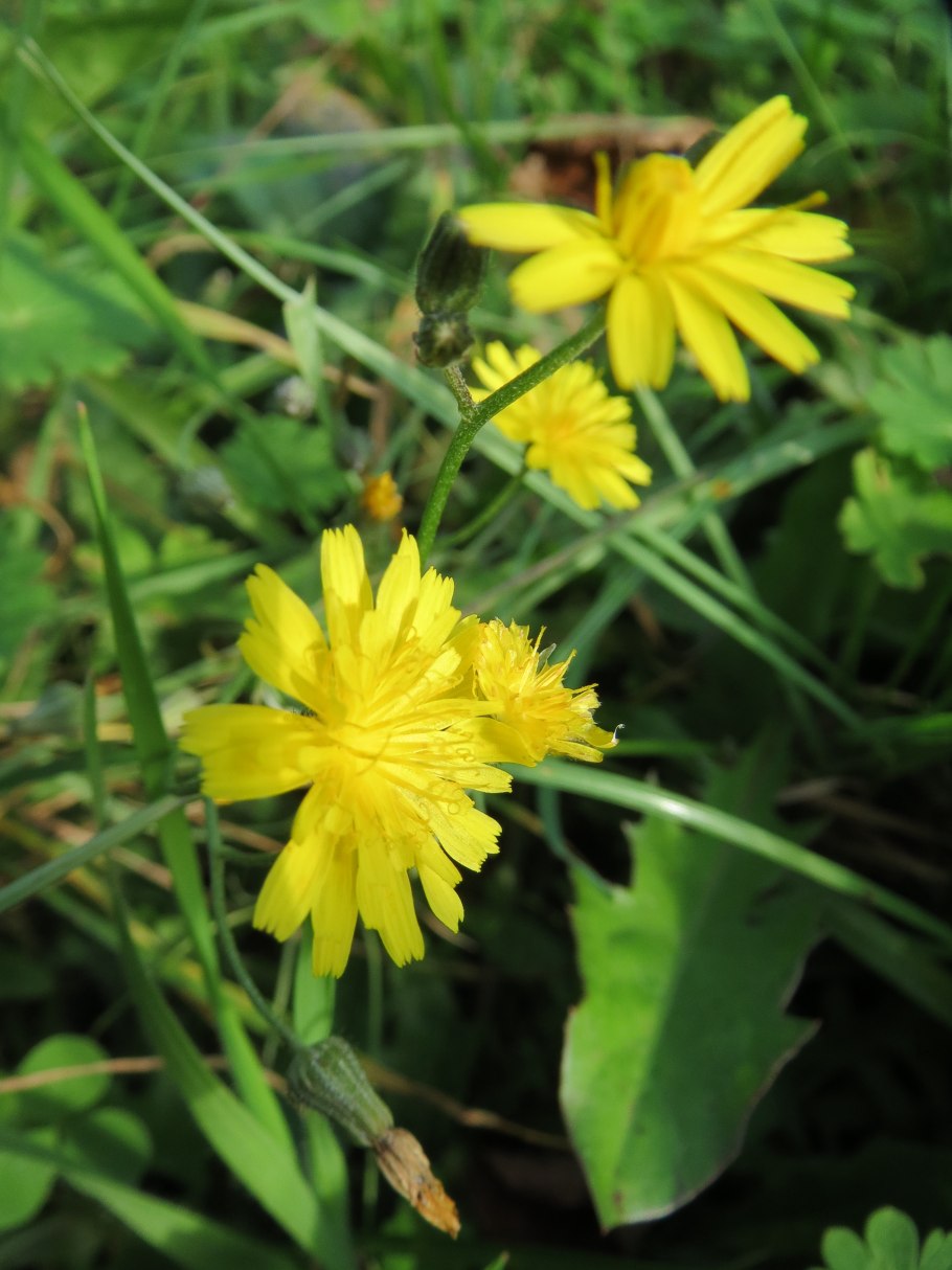 Скерда, Кульбаба, Ястребинка