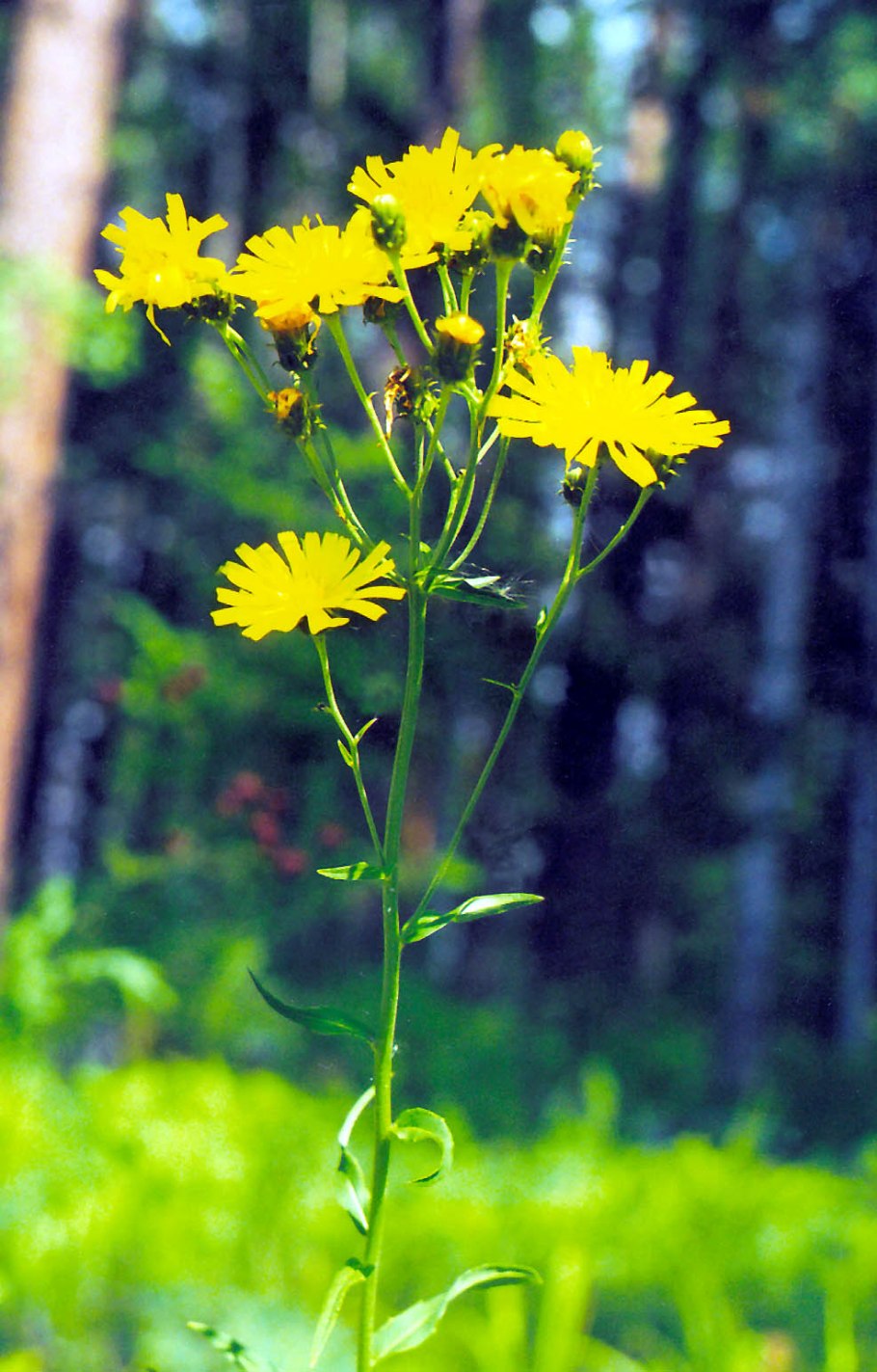 Скерда кровельная (Crepis tectorum)