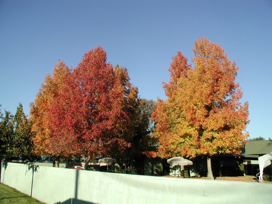 Liquidambar formosana