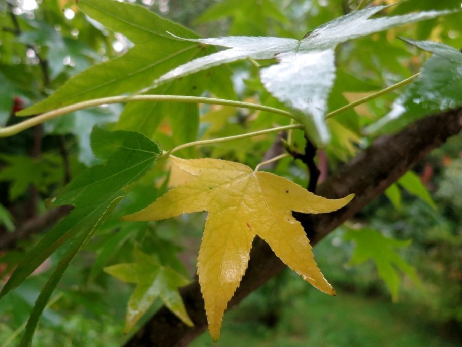 Стиракс Liquidambar styraciflua ujylehfc